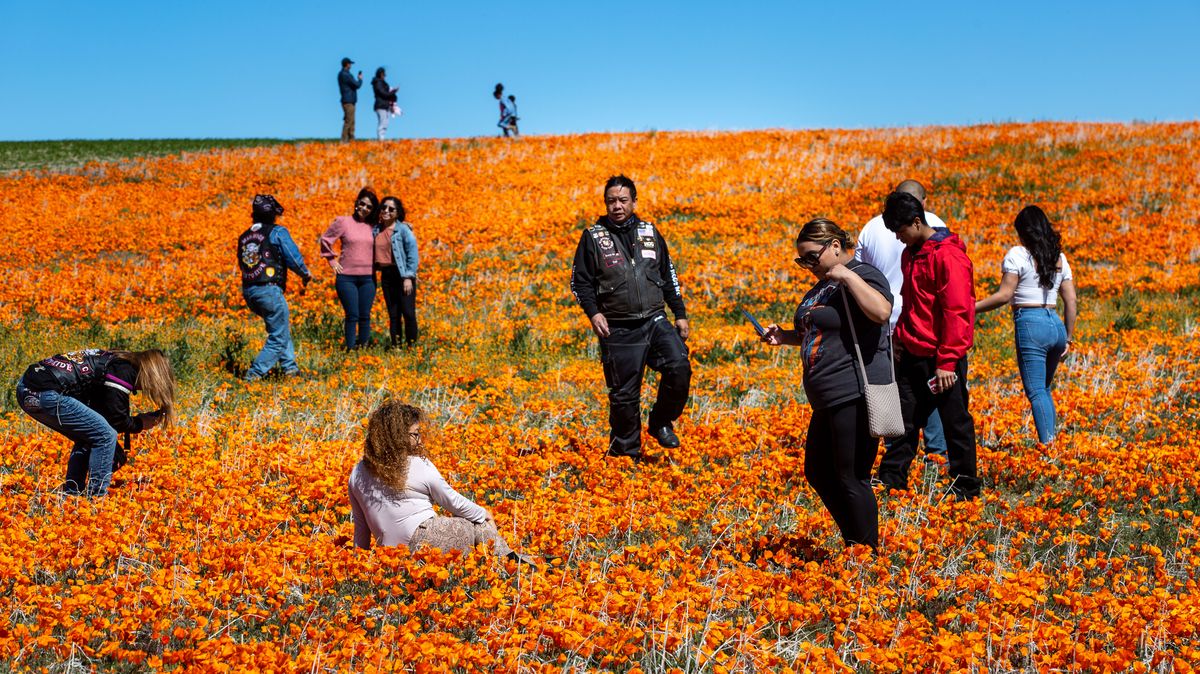 Fotky: Kalifornie nebývale rozkvetla, vděčí za to nadměrným srážkám